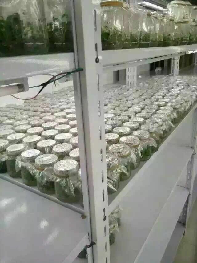 脱毒原种苗