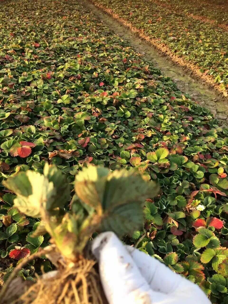 草莓大棚栽培的技术要点（二）栽后管理