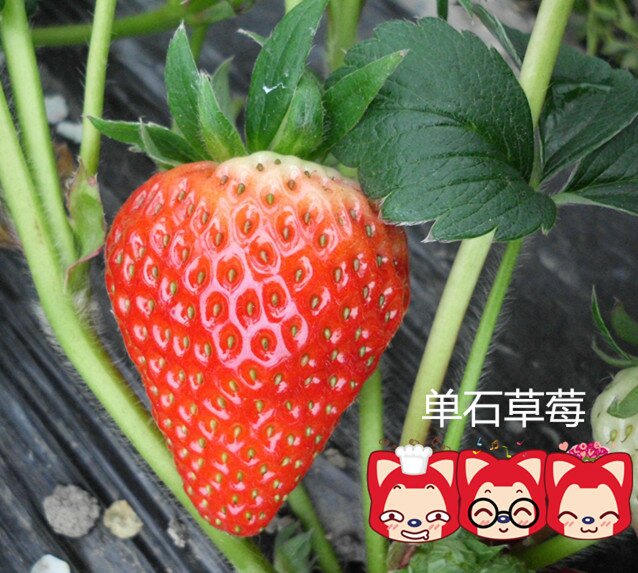 草莓形态特征